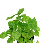 SYNGONIUM GREEN POT 19CM HEIGHT 50CM