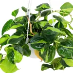 PHILODENDRON SCANDENCE BRASIL  -HANGING POT 16CM HEIGHT 60CM