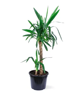 YUCCA 2PP POT 25CM HEIGHT 90CM
