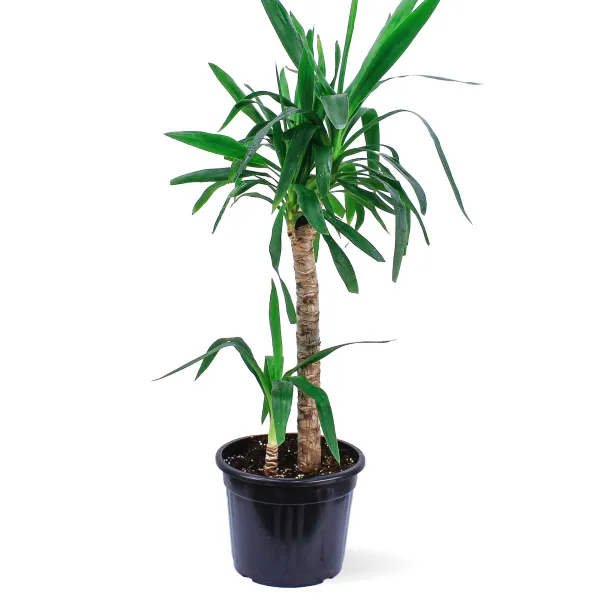 YUCCA 2PP POT 25CM HEIGHT 90CM