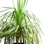 YUCCA RECURVIFOLI POT 50CM , HEIGHT 140CM