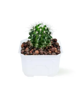 CACTUS - WHITE POT 12CM HEIGHT 18CM