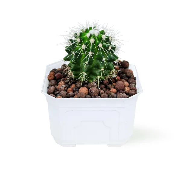 CACTUS - WHITE POT 12CM HEIGHT 18CM