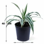 DRACAENA WHITE POT 18CM HEIGHT 40CM
