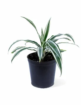 DRACAENA WHITE POT 18CM HEIGHT 40CM