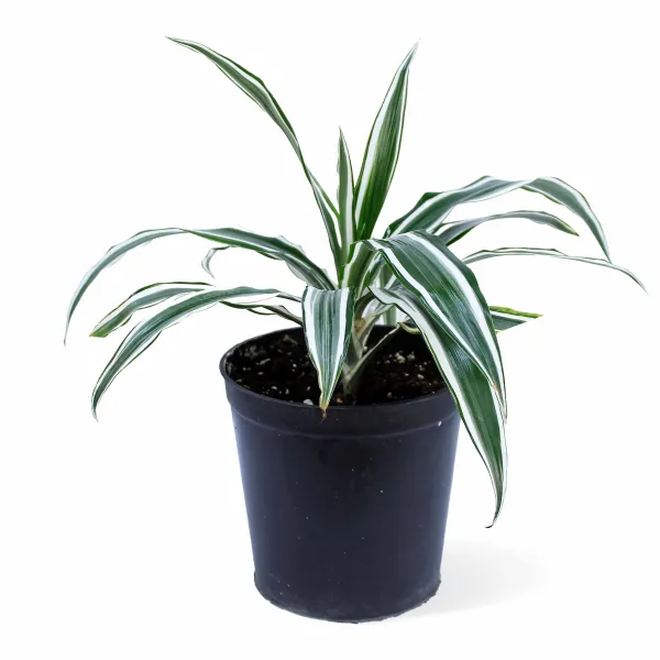 DRACAENA WHITE POT 18CM HEIGHT 40CM
