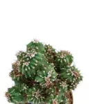 CACTUS POT 5 CM HEIGHT 10 CM