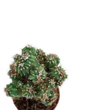CACTUS POT 5 CM HEIGHT 10 CM