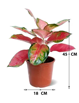 AGLONIMA PINK POT 18 CM - HIGHT 45 CM