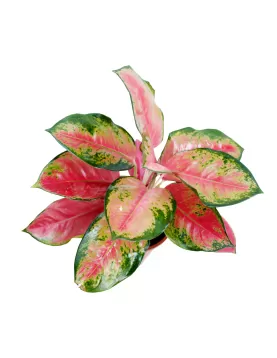 AGLONIMA PINK POT 18 CM - HIGHT 45 CM