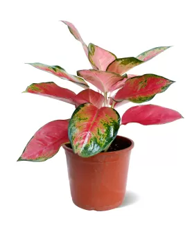 AGLONIMA PINK POT 18 CM - HIGHT 45 CM