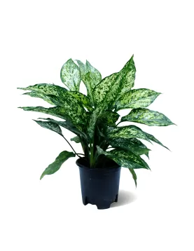 AGLONIMA WHITE POT 18 CM - HIGHT 40 CM