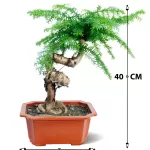 ARUCARIA RECT POT 15 CM - HIGHT 40 CM