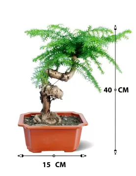 ARUCARIA RECT POT 15 CM - HIGHT 40 CM