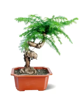 ARUCARIA RECT POT 15 CM - HIGHT 40 CM
