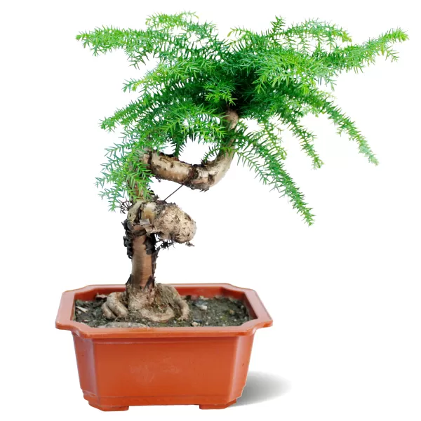 ARUCARIA RECT POT 15 CM - HIGHT 40 CM