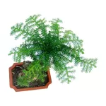 ARUCARIA RECT POT 15 CM - HIGHT 40 CM