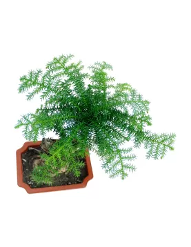 ARUCARIA RECT POT 15 CM - HIGHT 40 CM