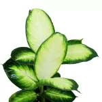 DIFFENBACHIA CHAMALLIA POT 14CM HEIGHT 40CM