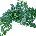 HEDERA HALIX HANGING POT 17 CM LENGTH  90 CM