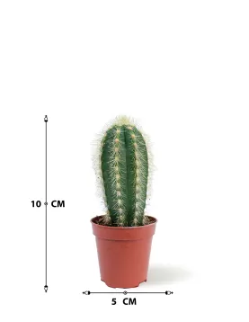 CACTUS POT 5 CM HEIGHT 10 CM