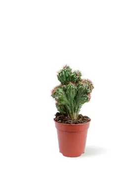 CACTUS POT 5 CM HEIGHT 10 CM