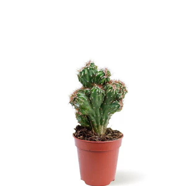 CACTUS POT 5 CM HEIGHT 10 CM