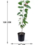 JATHROPHA POT 18CM HEIGHT 120CM