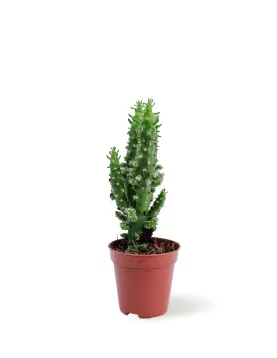 CACTUS POT 5 CM HEIGHT 10 CM