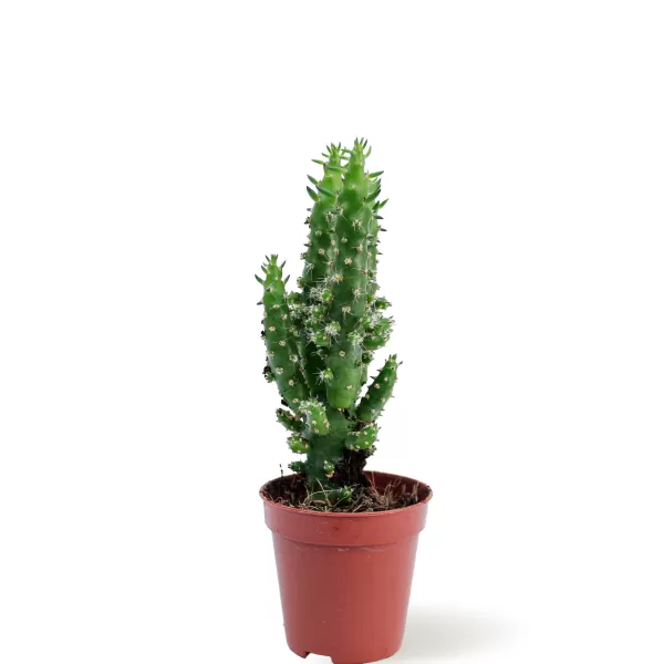 CACTUS POT 5 CM HEIGHT 10 CM