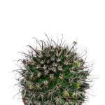 CACTUS POT 5 CM HEIGHT 10 CM