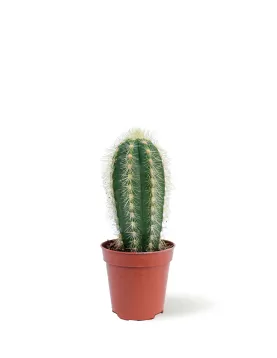 CACTUS POT 5 CM HEIGHT 10 CM
