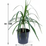 DRACAENA MARGINATA POT 18CM  HEIGHT 55CM