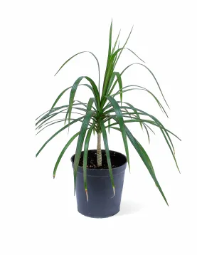 DRACAENA MARGINATA POT 18CM  HEIGHT 55CM