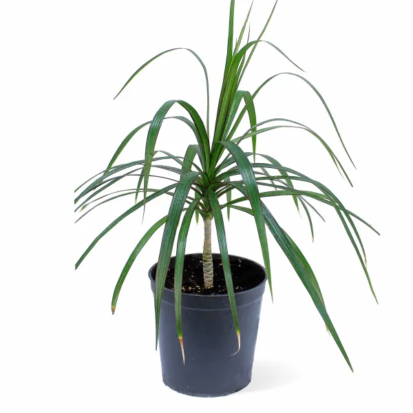 DRACAENA MARGINATA POT 18CM  HEIGHT 55CM
