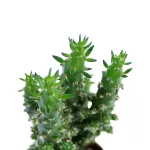 CACTUS POT 5 CM HEIGHT 10 CM