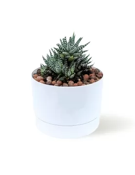 HAWORTHIA - WHITE POT 16 CM  HEIGHT 22 CM