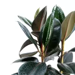 FICUS ELASTICA  POT 27 CM - HIGHT 100 CM