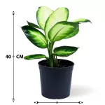 DIFFENBACHIA CHAMALLIA POT 14CM HEIGHT 40CM