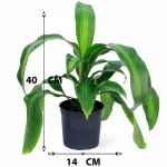 DRACAENA MASSANGANA HEAD POT 14CM HEIGHT 40CM