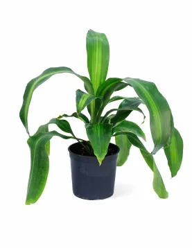 DRACAENA MASSANGANA HEAD POT 14CM HEIGHT 40CM