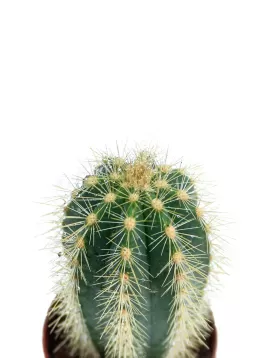 CACTUS POT 5 CM HEIGHT 10 CM