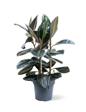 FICUS ELASTICA  POT 27 CM - HIGHT 100 CM