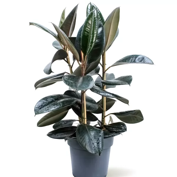 FICUS ELASTICA  POT 27 CM - HIGHT 100 CM