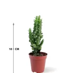 CACTUS POT 5 CM HEIGHT 10 CM