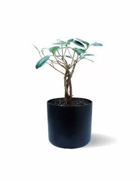 FICUS MICROCARBA POT 17 CM - HIGHT 30 CM  (BLACK POT)