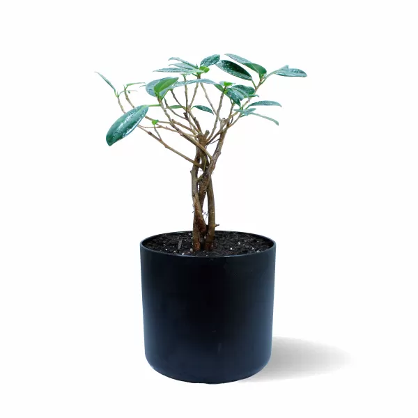 FICUS MICROCARBA POT 17 CM - HIGHT 30 CM  (BLACK POT)