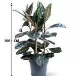 FICUS ELASTICA  POT 27 CM - HIGHT 100 CM