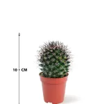 CACTUS POT 5 CM HEIGHT 10 CM