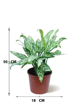 AGLONIMA SILVER POT 18CM - HIGHT 50CM